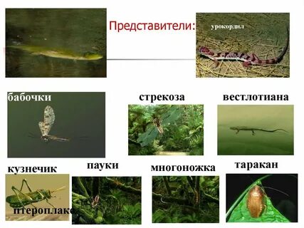 Представители эр