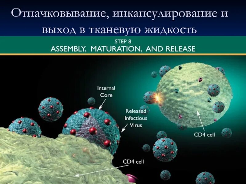 Выход вирионов из клетки. Виды выхода вируса из клетки. инкапсулирование. механизмы выхода вируса из клетки. инкапсулирование это в паразитологии.