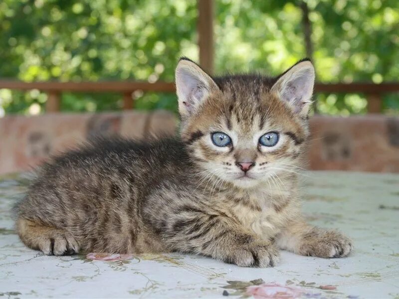авито котята в добрые руки бесплатно ставрополь. котята кошки кайли фото. авито ставрополь котята в добрые руки. ставрополь котенок. приму в дар котенка объявления.