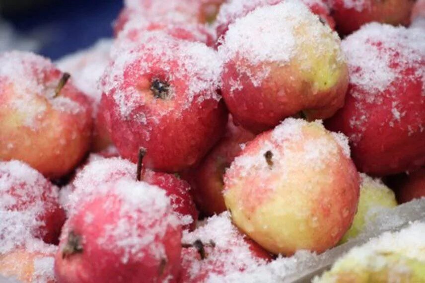 Можно заморозить яблоки. Мороженные яблоки. Замороженные фрукты. Яблоки зимой. Яблоки на снегу.