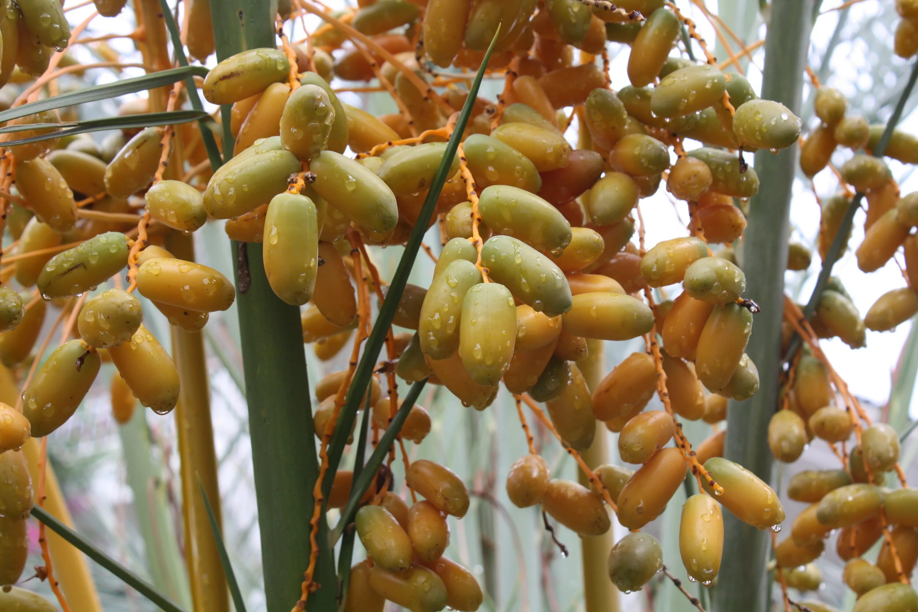 Финики это ягода или фрукт. Иранский финик дерево. Финиковая Пальма плантации. Финики растение с плодами. Финик Королевский Пальма.