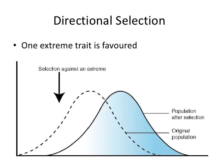 Changed to selection. Stabilizing selection. directional. disruptive selection. natural selection.