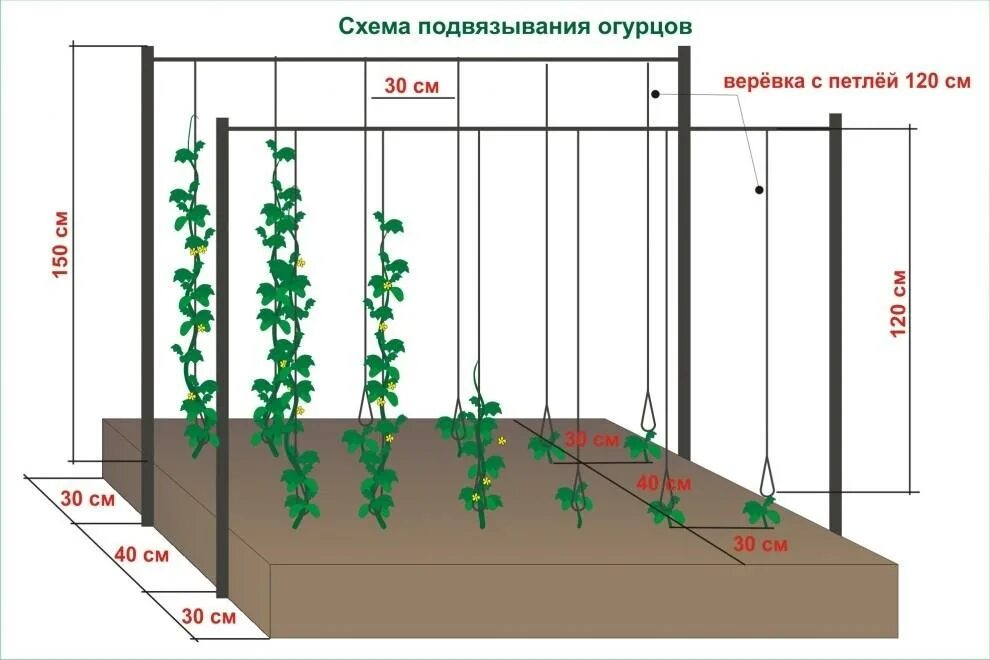 Какого размера лучше сажать. Подвязать огурцы в теплице схема. Правильная подвязка огурцов в открытом грунте. Огурцы на шпалере в открытом грунте схема посадки. Высота шпалеры для огурцов в теплице.