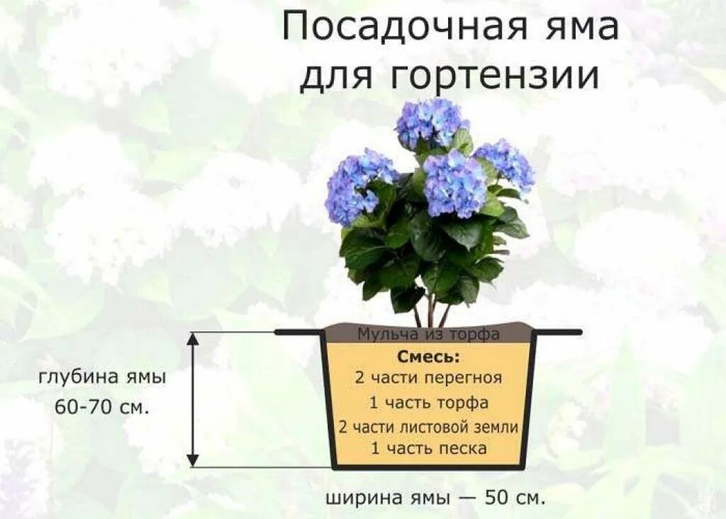 На каком расстоянии сажать гортензии друг