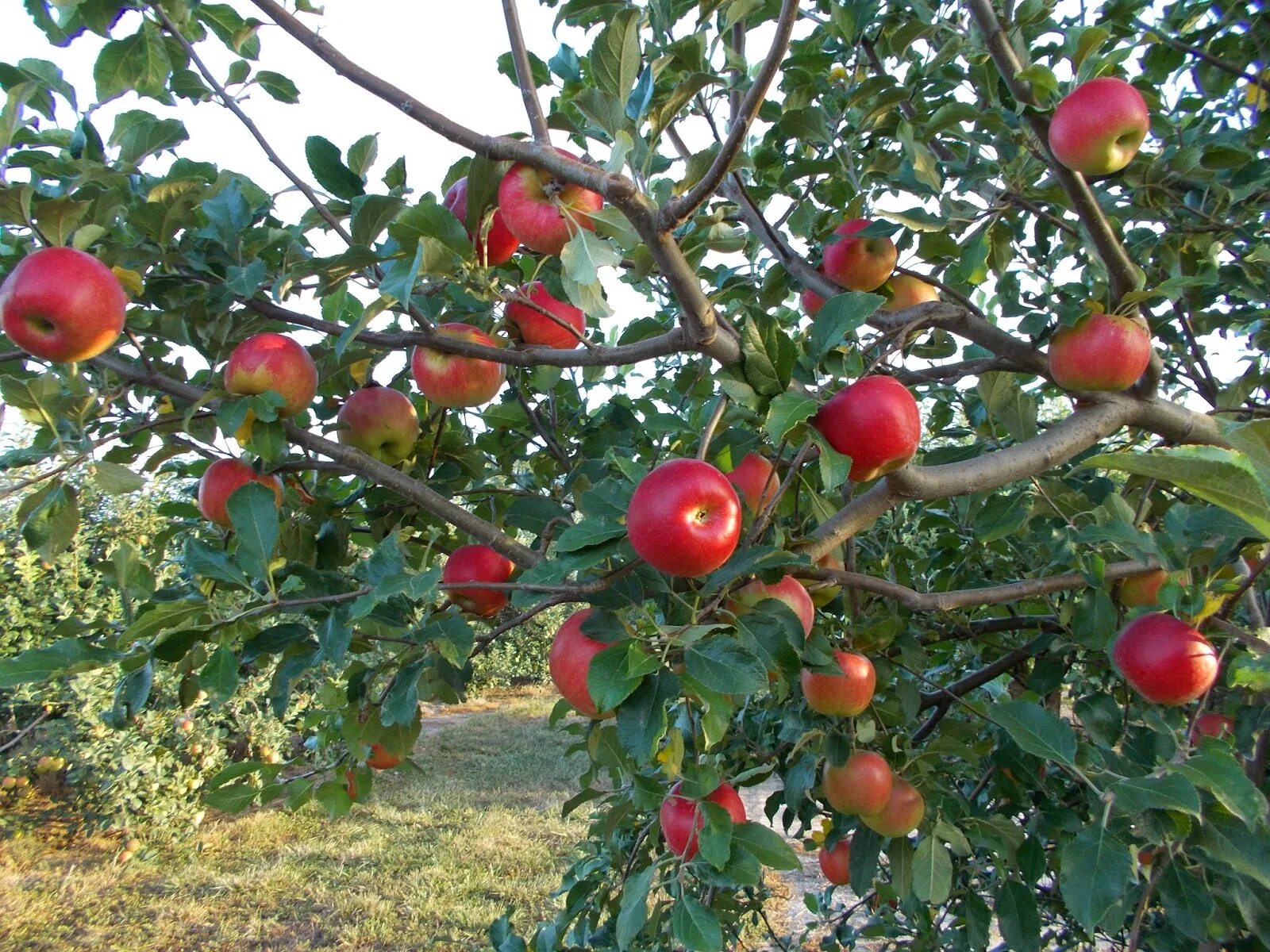 Яблоня красное раннее описание фото. Яблоня Malus красное раннее. Яблоня сорт красное раннее. Скороспелка красная яблоня. Яблоня красное ранняя с10.