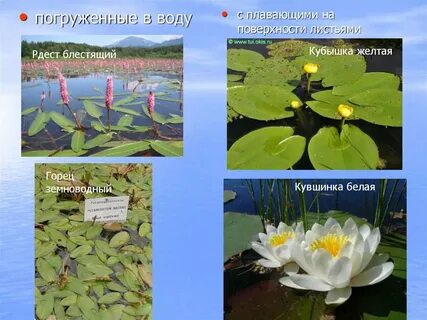 Погруженные в воду