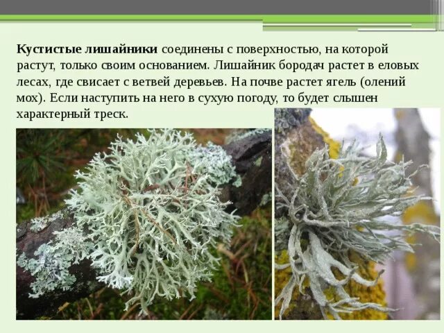 Лишайник это растение или нет. Кустистые лишайники ягель. Бородач лишайник Олений мох. Цетрария уснея кладония. Лишайники кустистые - кладония Оленья.