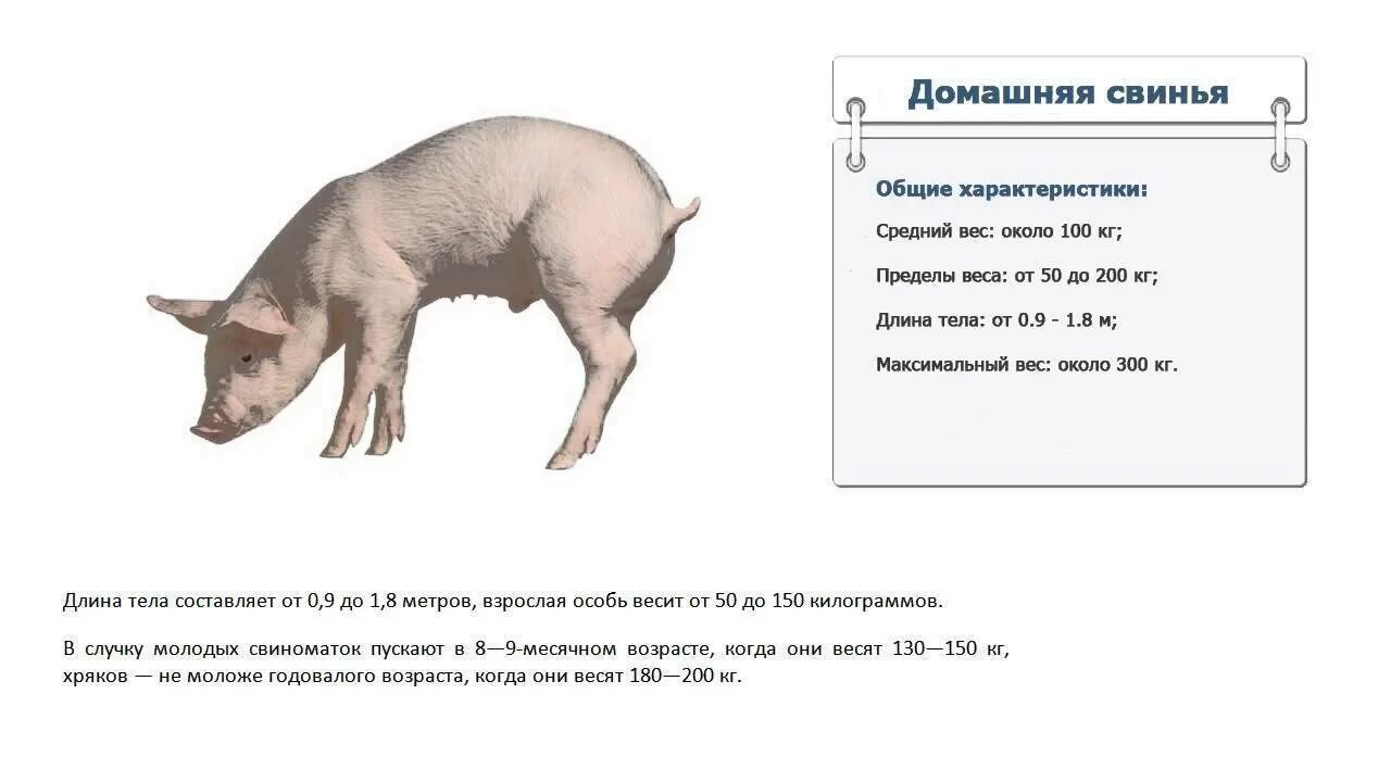 Как получить пин свиньи. Средний вес поросенка в 6 месяцев. Таблица измерения живого веса свиней. Таблица размеров поросят веса. Таблица веса поросят.