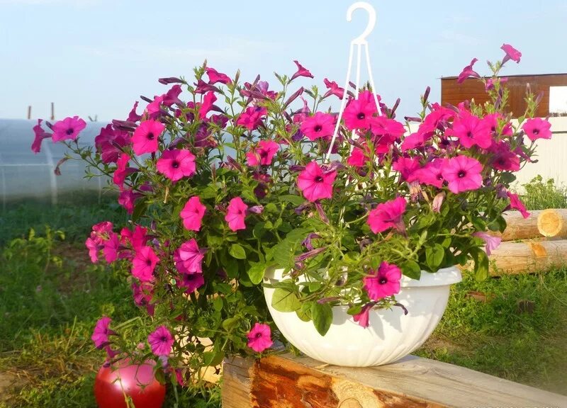 петуния ампельная. выращивание каскадных петуний. выращивание каскадных петуний. петунья ампельная и каскадная. петуния каскадная.