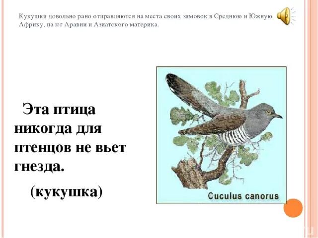 С благовещением птичка гнезда не вьет. Птица гнезда не вьет девица косы не плетет. Птица косы не плетет гнезда вьет. Птица косы не плетет гнезда вьет. Птица косы не плетет гнезда вьет.