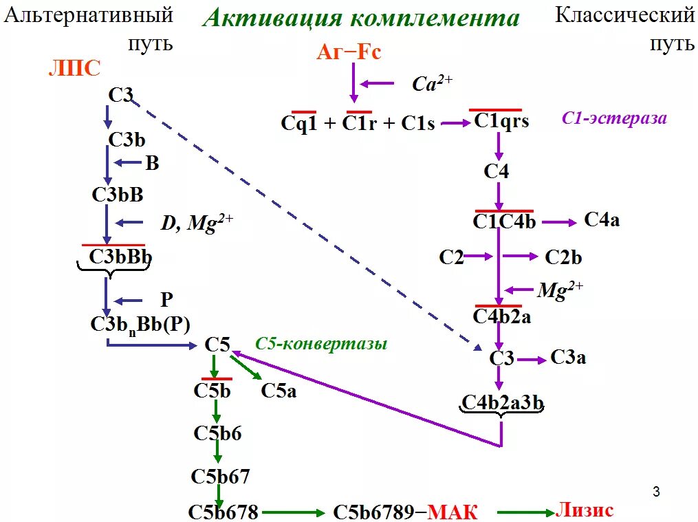 Схема активации комплемента. Классический путь активации системы комплемента схема. Схема активации комплемента по альтернативному пути. Активация системы комплемента по альтернативному пути схема. Альтернативный путь активации системы комплемента.