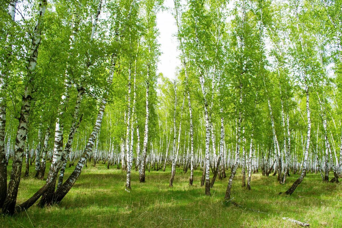 Березовый лес Некрасовка. Березовая роща Якутии. Деревья Якутии береза. Березовая роща Алтайский край. Березка рф