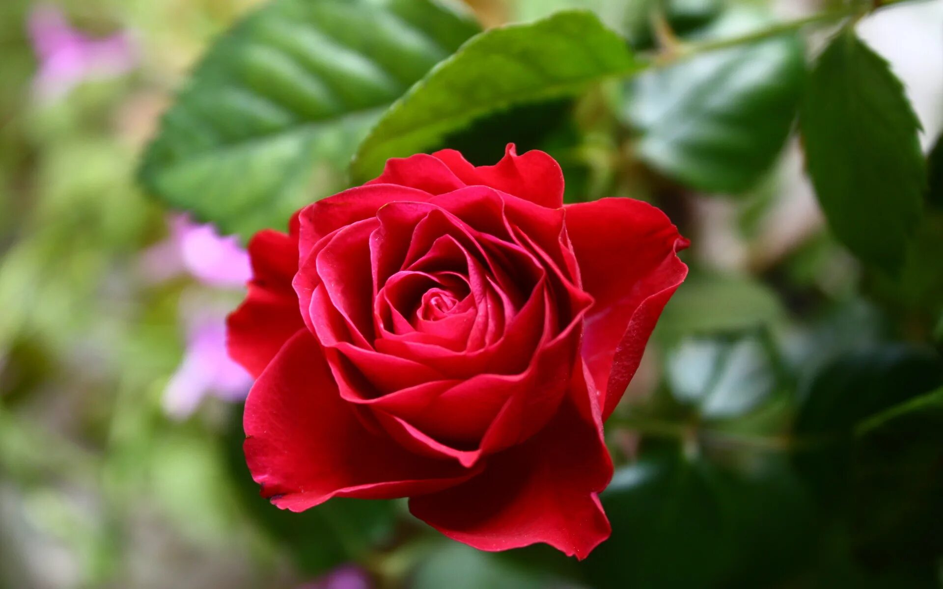 Цветы розы фото. Роза помароза. Роза Нейчерз Уайт. Роза Испана. Роза Родин.
