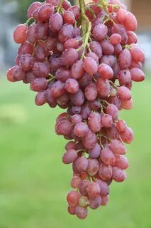 Сорт винограда кишмиш розовый
