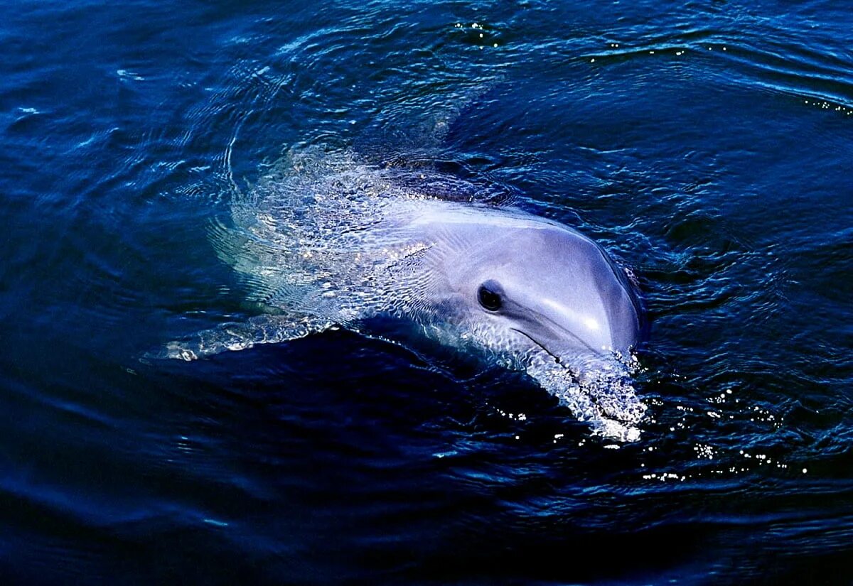 Животные черного моря