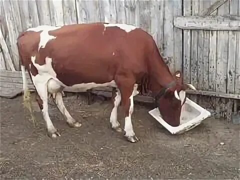 Корову самарская область