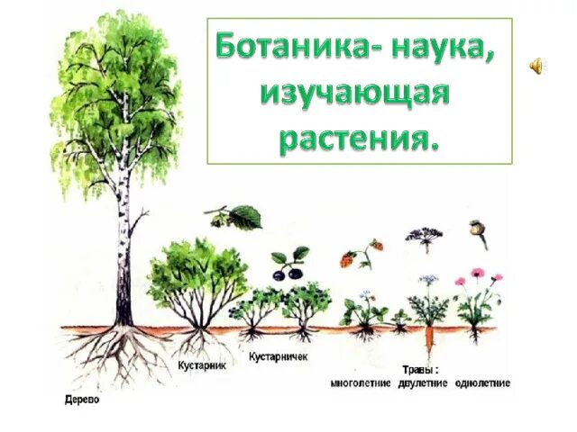Презентация на тему ботаника. Проект на тему ботаника. Ботанические науки о растениях. Наука о растениях. Коука орасстения ботаник.