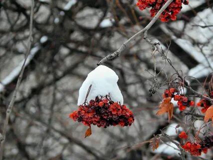 Шапки на ветке