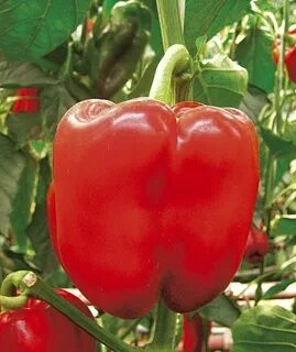 Hit pepper