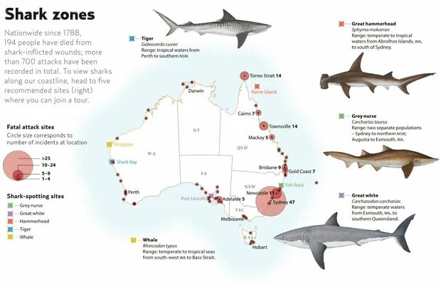 Карта нападения акул в Египте. Акула молот ареал обитания. Места нападения акул в Египте на карте. Карта обитания акул в Средиземном море.