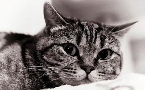 Лицо кота черно белого