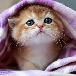 red kitten.