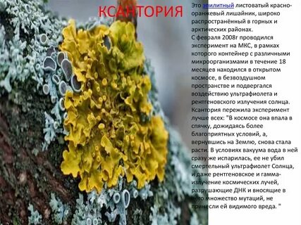 Лишайник текст