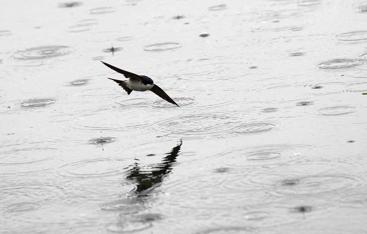 Ласточка стремительно и низко пролетает над прудами. Ласточки низко летают. Ласточки низко летают к дождю. Ласточка над водой летают. Ласточки над водой.