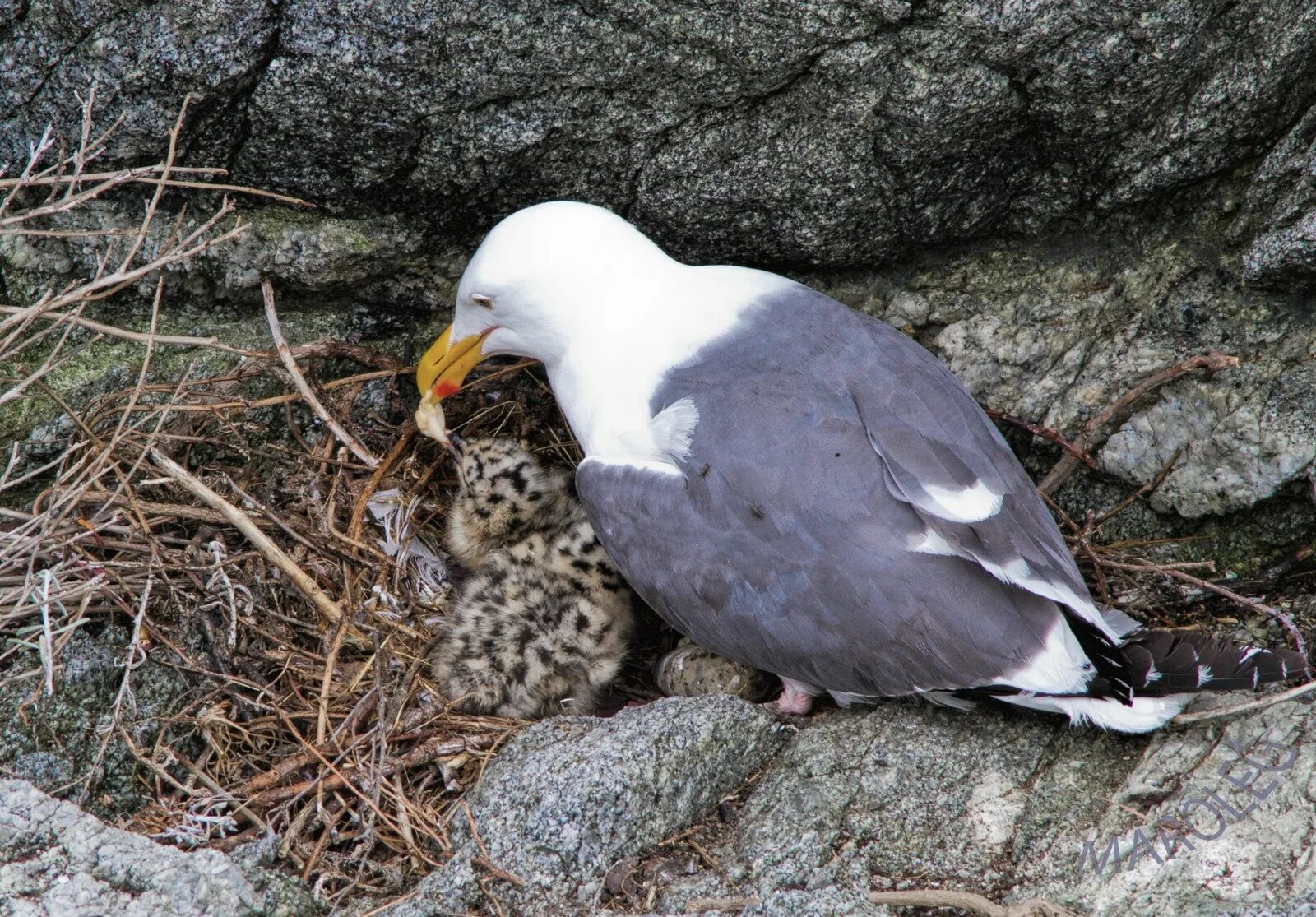 Чем кормить чайку птенца. Серебристая чайка слеток. Птенец чайки. Птенец серебристой чайки. Серебристая чайка слеток.
