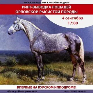 Рассмотрите фотографию пятнистой лошади породы
