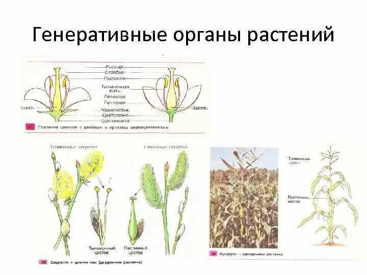 Егэ генеративные органы. Генеративные органы злаковых рисунок ЕГЭ. Функции генеративных органов растений. Генеративные органы злаковых ЕГЭ. Генеративные органы злаков ЕГЭ.