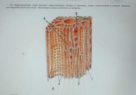 Какой ткани относится изображенный клетки
