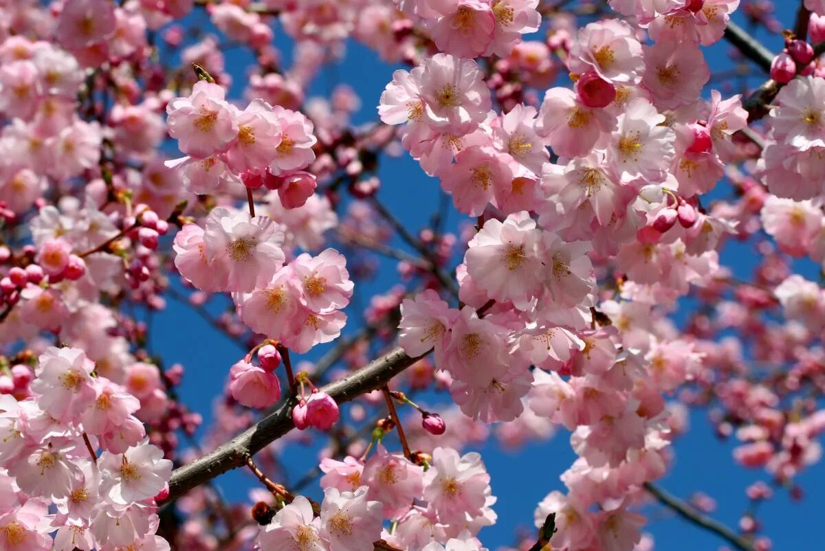 Картинки вишня цветет. Сакура вишня. Цветение вишни Сакуры. Китайская вишня Сакура. Японская Сакура цветет.