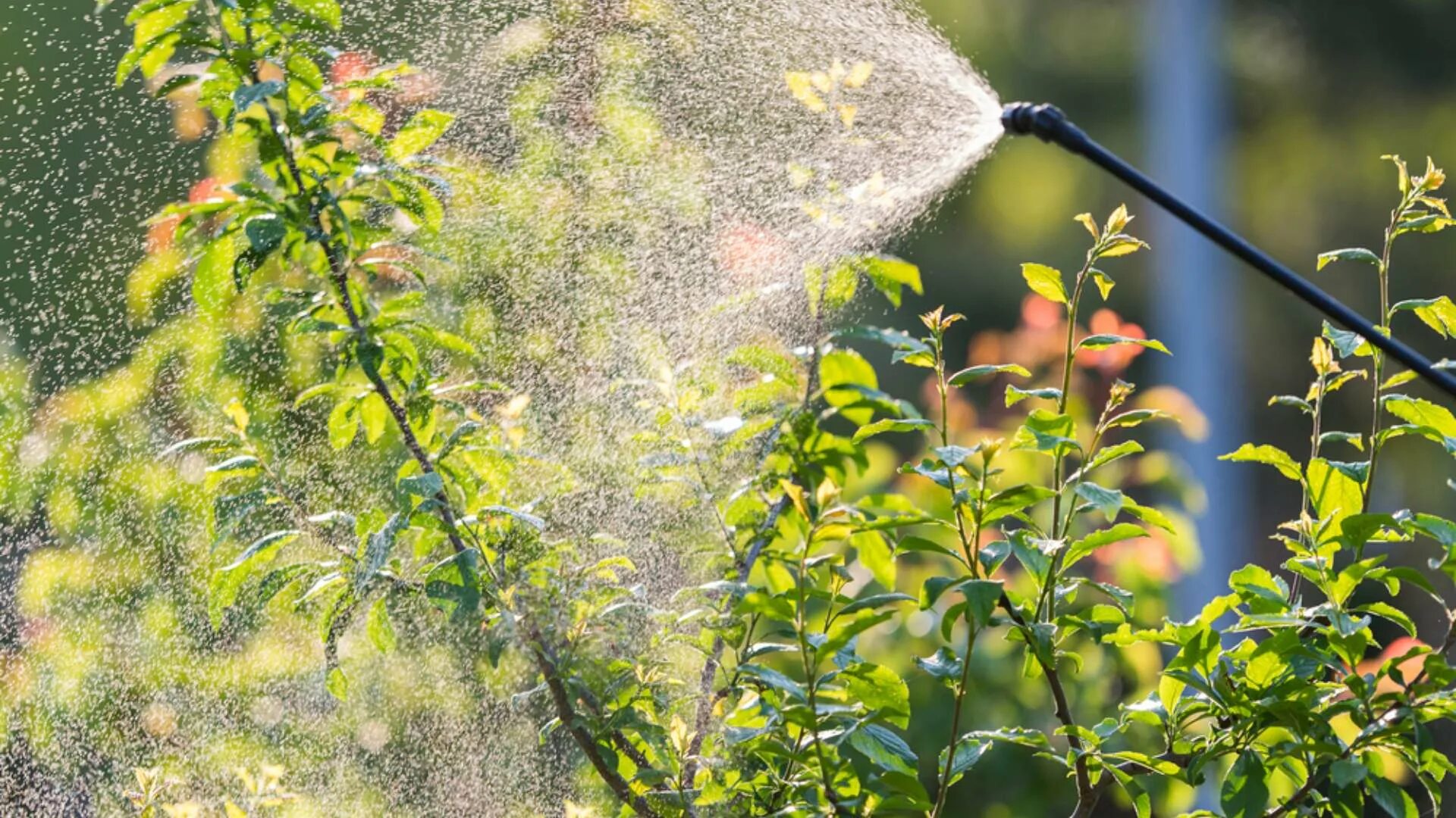 Поливать деревья во сне. Поливать деревья во сне. Поливает дерево. Бизнесмен поливает дерево. Поливает дерево.