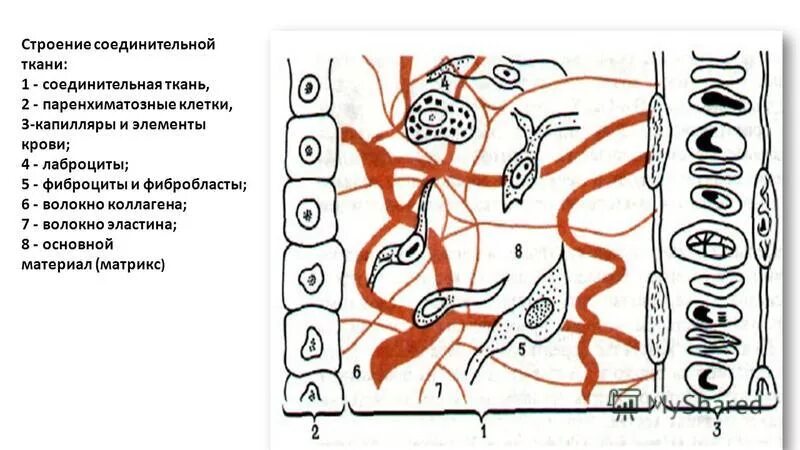 Какого строение соединительной ткани. Какого строение соединительной ткани