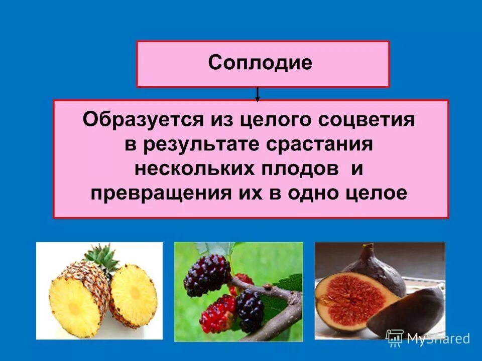 Тест по биологии плоды тема плоды