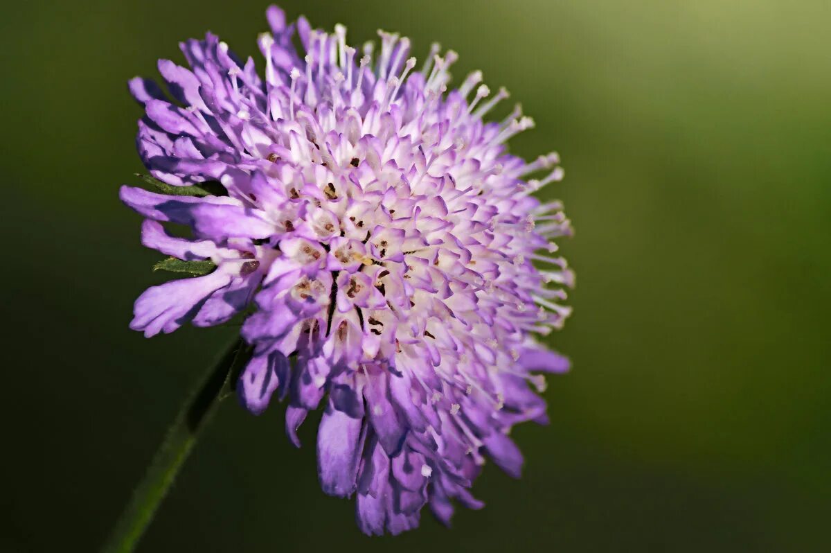 Короставник фото. Короставник полевой (Knautia arvensis). Короставник обыкновенный. Короставник Луговой. Короставник татарский.