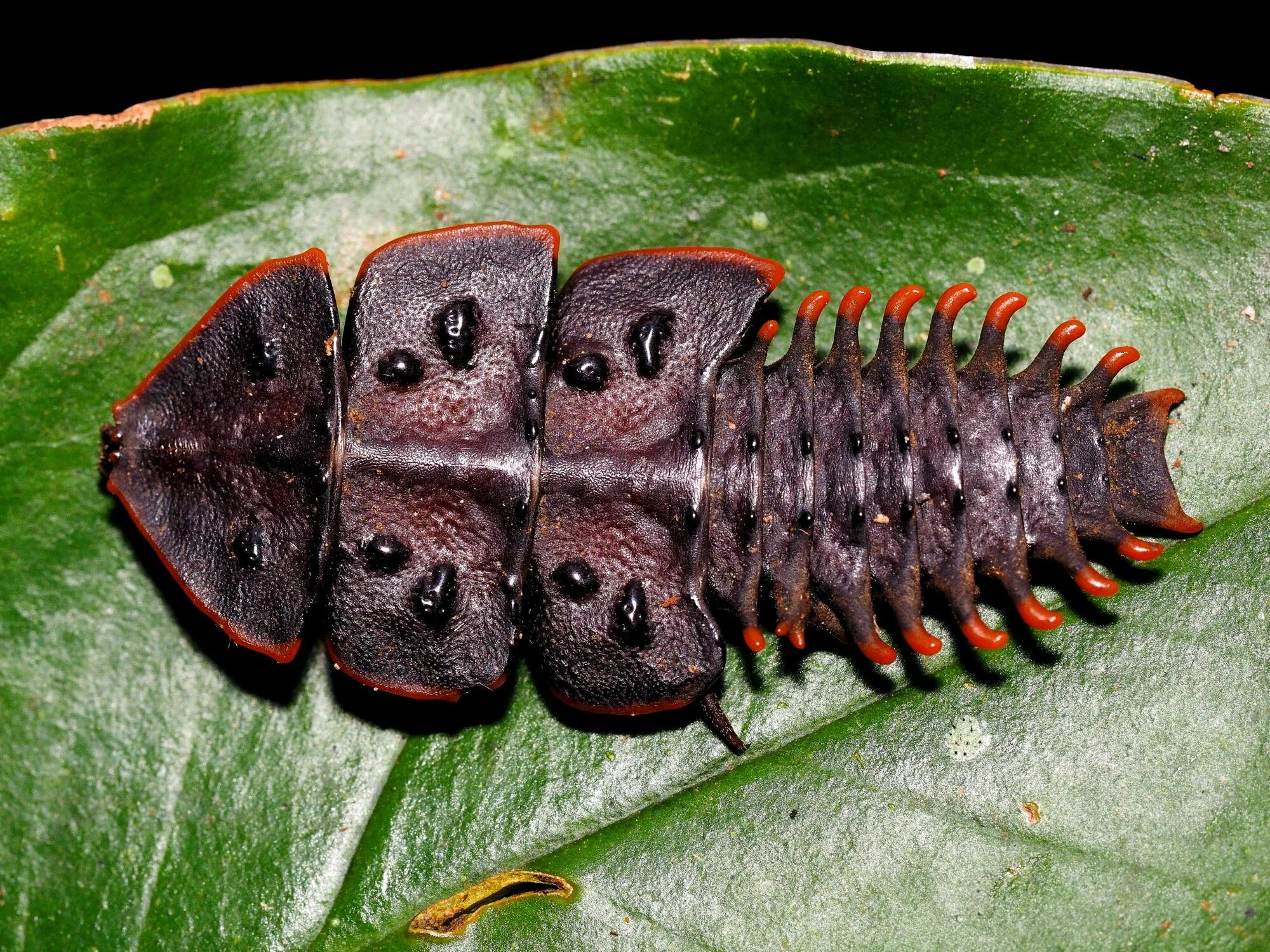 Жук Горбатка бразильская. Жук Трилобит (Trilobite Beetle). Жук Трилобит личинка. Самка жука-Трилобита. Насекомое легендарные