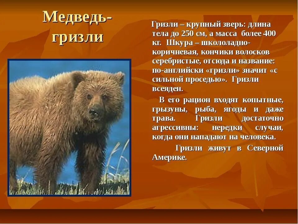 Сочинение о медведе 5 класс. Рассказ о медведе Гризли. Рассказ о Гризли. Гризли краткое описание. Медведь Гризли описание.