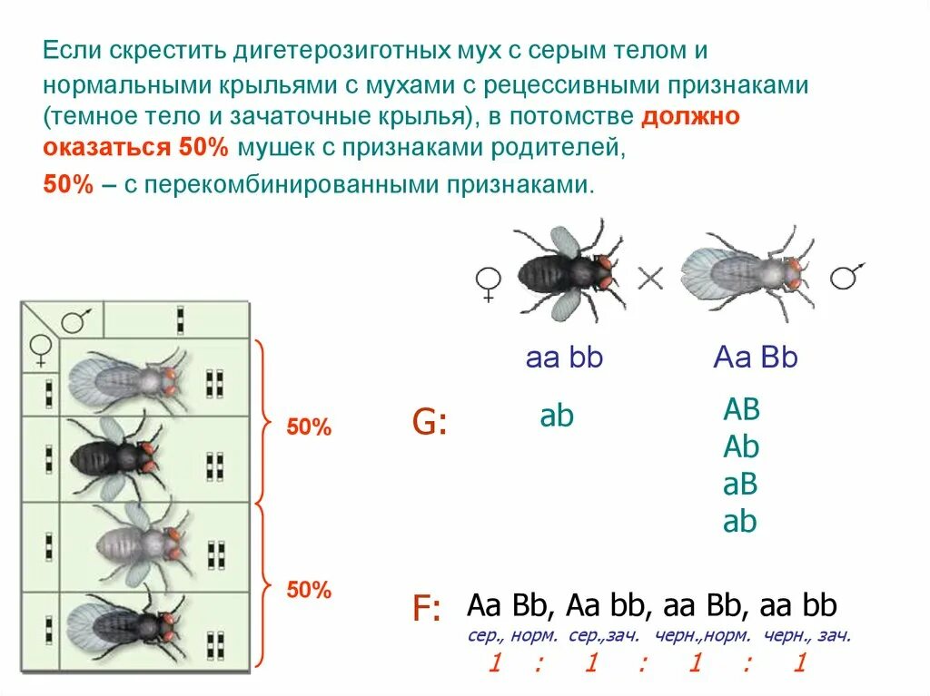 Сцепленное наследование 50%. При скрешивании муз дрозофилы. Мушка дрозофила скрещивание. Задачи на муху дрозофилу. Муха доминантные и рецессивные