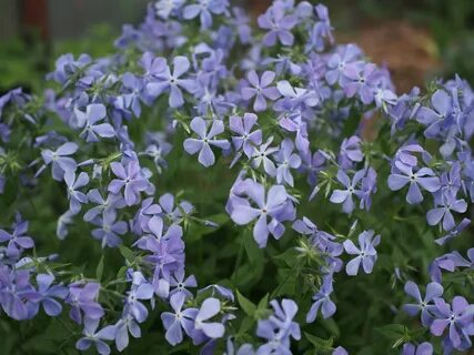 Флокс emerald cushion blue