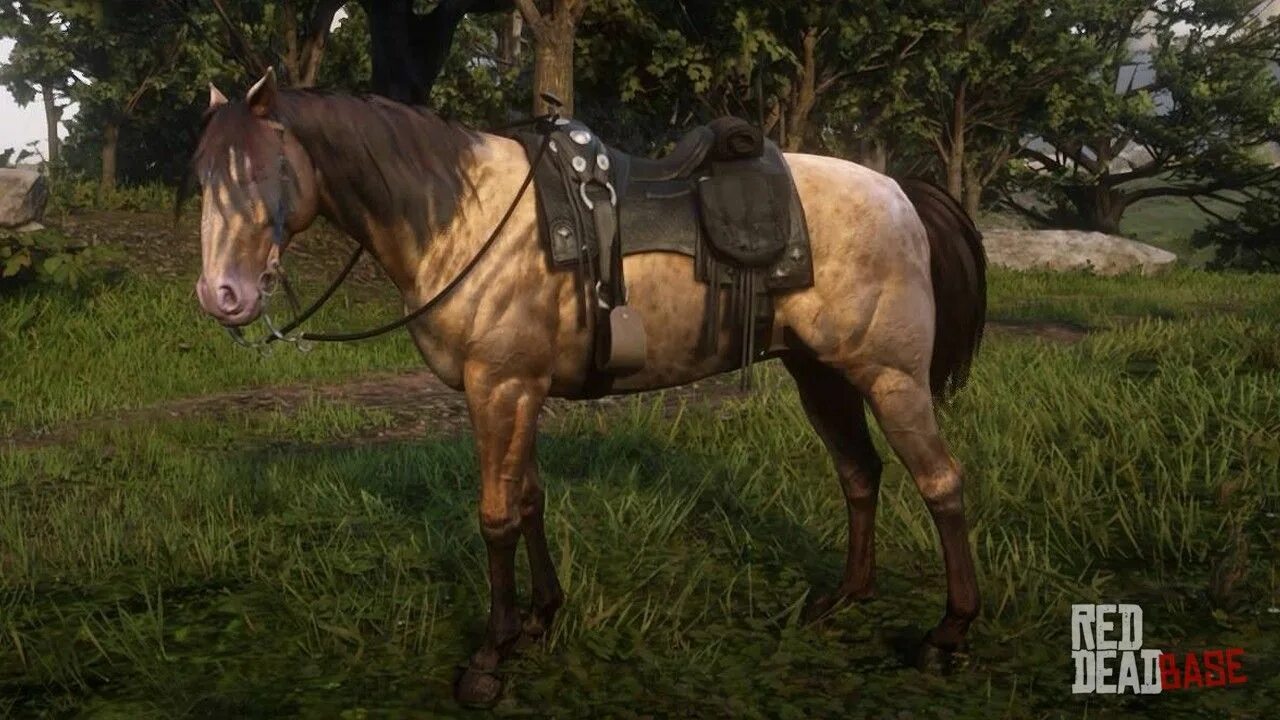 Quiet horse. Red Dead Redemption 2 лошади. Миссури Фокс Троттер Red Dead Redemption 2. Red Dead Redemption 2 кони. Миссури Фокс Троттер лошадь.
