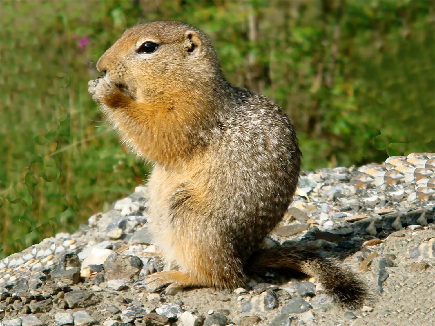 Длиннохвостый (Арктический) суслик. Urocitellus parryii. Суслик длиннохвостый в норе. Евражка тундры. Год суслика