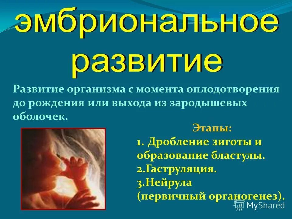 Биология 8 класса развитие животных после рождения после рождения. Онтогенез организма презентация. Индивидуальное развитие организма. Эмбриональное развитие человека таблица. Индивидуальное развитие организма онтогенез.