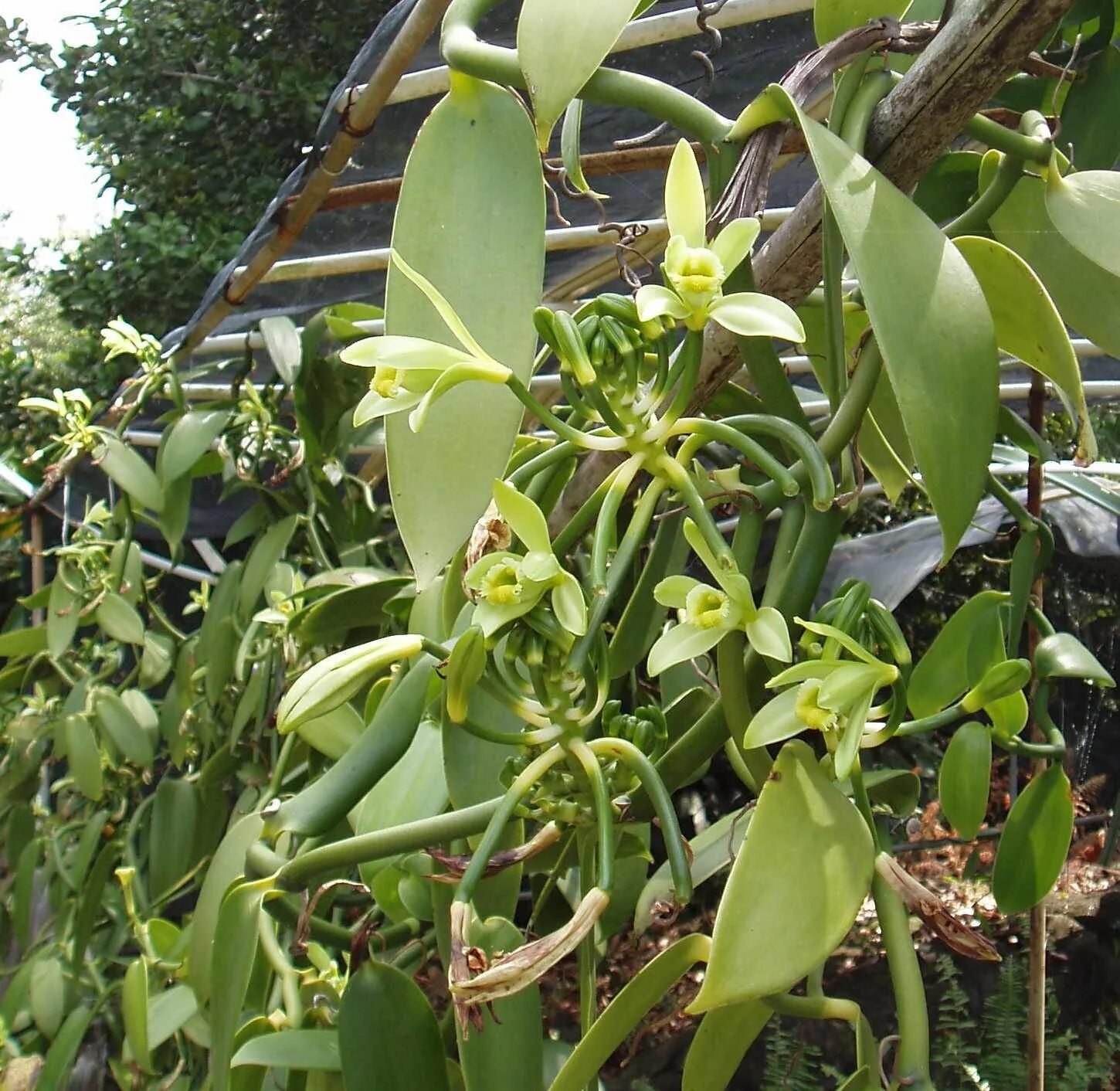 Vanilla tree. Vanilla planifolia variegata. орхидеи vanilla planifolia. орхидея ваниль вариегатная.