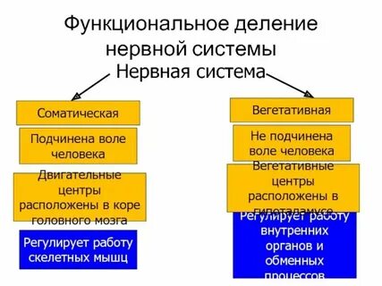 Что регулирует соматический отдел нервной системы