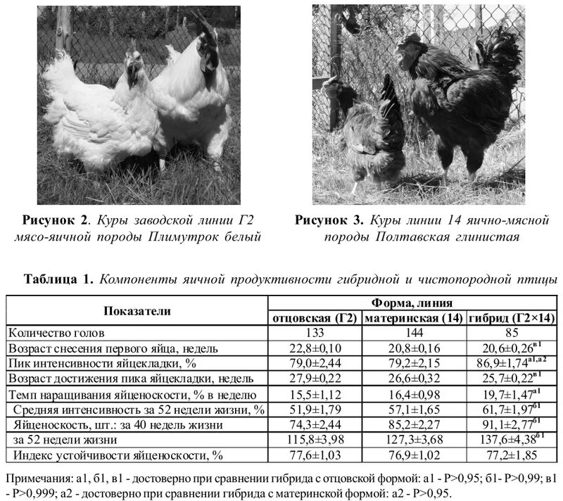 Джерсийский гигант яйценоскость кур. Яйценоскость пород кур таблица. Джерсийский гигант яйценоскость. Яйценоскость кур по породам таблица. Куры голошейки характеристика яйценоскость