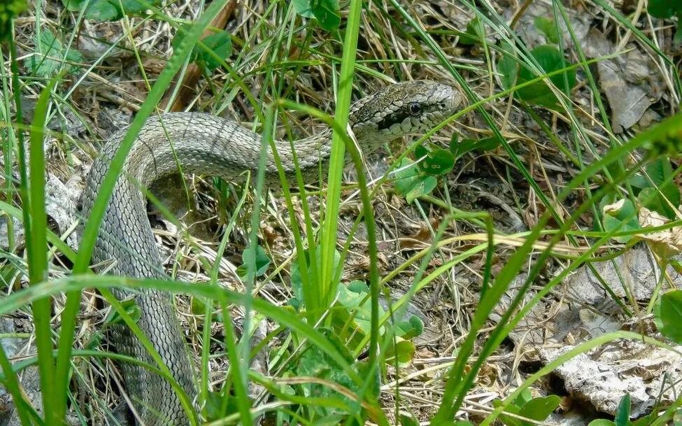 Змея стрела. Psammophis lineolatus. Змея стрела Кавказская. Змея стрела в Казахстане. Змея стрелка Туркменистана.