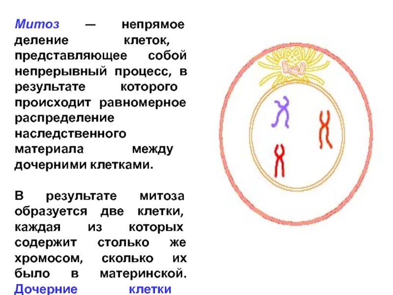 Сколько дочерних клеток образуется. Циклы митоза. Непрямое деление. Сколько дочерних клеток образуется в результате митоза. В результате митоза образуются клетки.