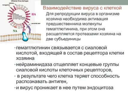 Сиаловая кислота